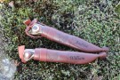 Turkniv - HAUK - Fjellbjørk - Rask levering med gravering thumbnail