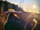 Fjelltind Speiderkopp thumbnail